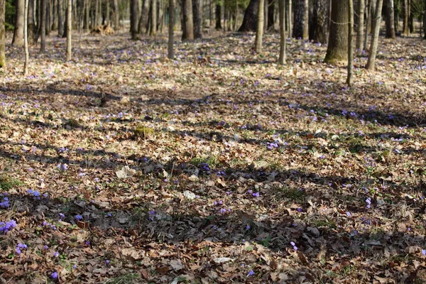 Waldlichtung Mit Kleinen Frisch Blühenden Rosa Und Lila Schneeglöckchen Auf — Stockfoto