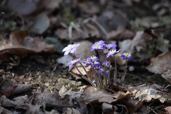 森の中の昨年の茶色の葉の背景に新鮮な紫色の雪が降り 晴れた春の日にヨーロッパ初の野生の花 — ストック写真