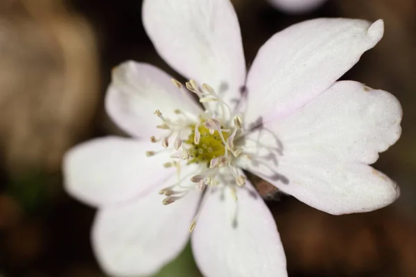 Fresh Blooming White Snowdrop Close European First Wild Flower Sunny — Stock Photo, Image