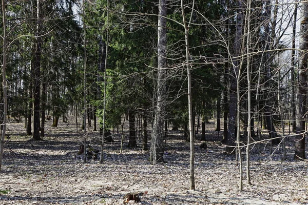 Floresta Primavera Nua Russa Com Folhagem Marrom Ano Passado Dia — Fotografia de Stock