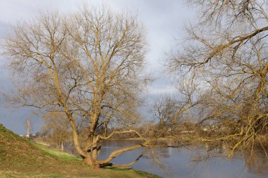 Tepedeki çıplak dallanma ağacı nehir suyunun yanındaki yamaçta güzel bir Avrupa nehri manzarası güneşli bahar gününde.