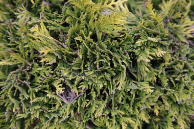 Gren Thuja bahar günü ayrılıyor - Avrupa yeşili bitkisel arka plan dokusu