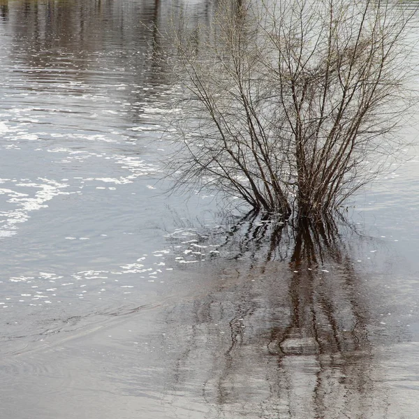 Einsamer Strauch Wasser Quellüberschwemmung Europa — Stockfoto