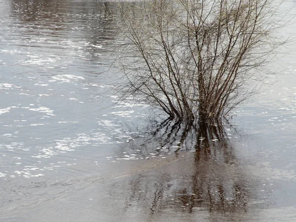 Ein Kahler Busch Wasser Frühlingsflut Europa — Stockfoto