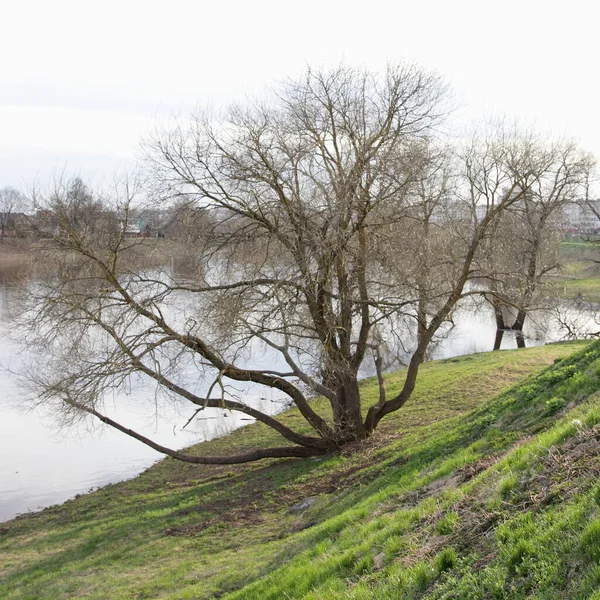 Beau Arbre Ramifié Sur Bord Pente Près Eau Rivière Beau — Photo