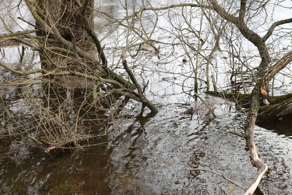 Umgestürzter Baum Wasser Springflut Europa — Stockfoto