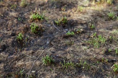 Bir bahar günü kavrulmuş arka planda taze yeşil çimenler filizlenir. Kuru çimenlerin yanmasının çevresel sonuçları.