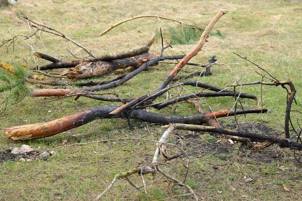 Scattered Abandoned Extinguished Burnt Branches Grass Closeup Outdoors Picnic Leisure — Stock Photo, Image