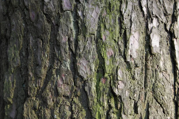 Grov Sprucken Väderbiten Grå Trä Bark Hud Med Grön Mossa — Stockfoto