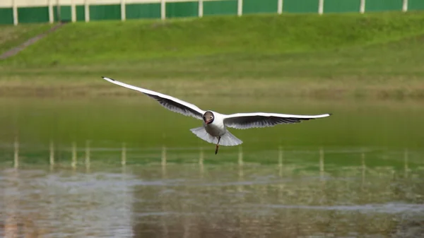 Létající Racek Bez Jedné Nohy Zelené Trávě Řeka Pobřeží Pozadí — Stock fotografie