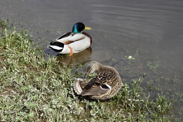 春天里 绿草海岸上的羽毛野鸭雌鸭与水面上的野鸭雄鸭交配 — 图库照片