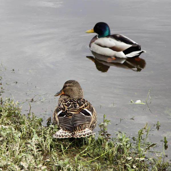 Par Patos Reais Pato Fêmea Drake Água Perto Costa Com — Fotografia de Stock