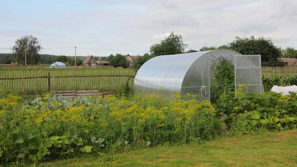 Modern Polycarbonate Arch Glasshouse Open Door Cottage Backyard Background Fennel — Stock Photo, Image