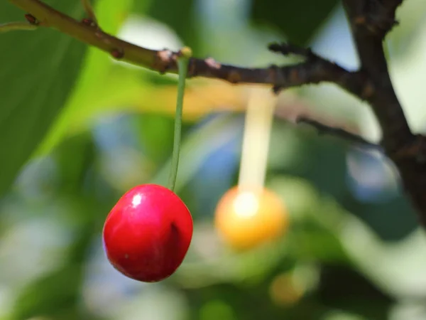Kırmızı Sarı Kiraz Üzümleri Yeşil Yaprakların Üzerinde Sunny Yaz Gününde — Stok fotoğraf