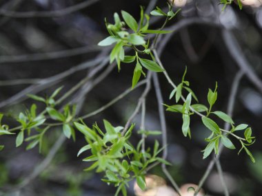 Genç yeşil yapraklar, güneşli bahar gününde Avrupa ağaç dalında belirsizleşir.
