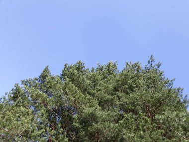 Doğu Avrupa çam ormanı güzel çam ağaçları güneşli bir bahar gününde açık mavi gökyüzünde fotokopi alanı arka planında