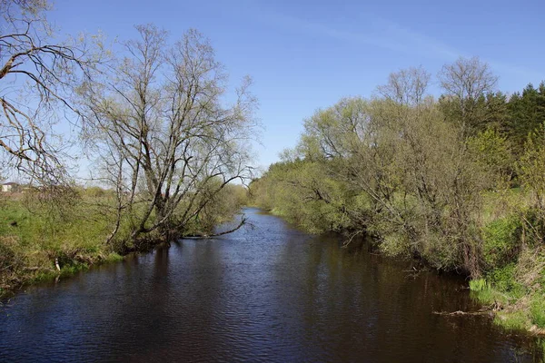 Belo Russo Pequeno Rio Floresta Com Árvores Nas Margens Reflexão — Fotografia de Stock