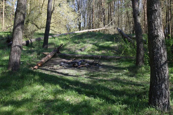 Sawn woods around a empty fire place on green East European forest glade at Sunny spring day on falled tree background, outdoors picnic leisure, abandoned campsite fireplace safety