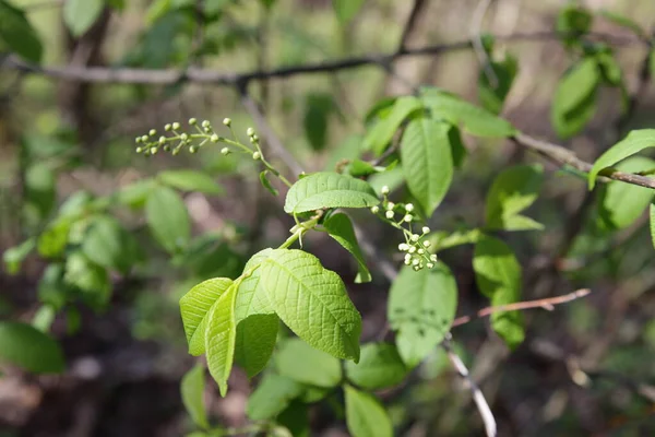 Jonge Groene Bladeren Bloemen Close Het Russische Bos Zonnige Lentedag — Stockfoto