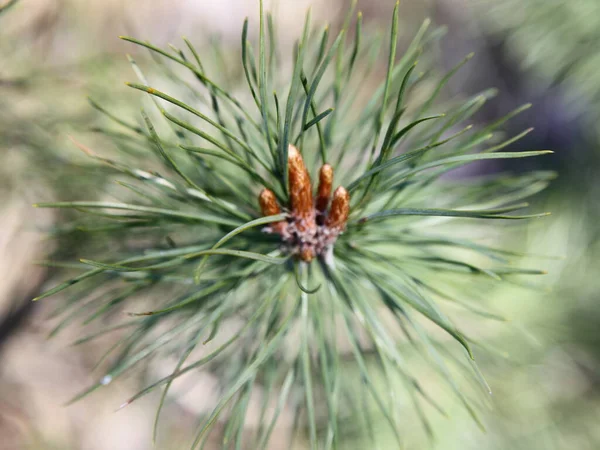 Brun Unga Skott Vintergrön Tall Gren Närbild Russian Pine Träd — Stockfoto