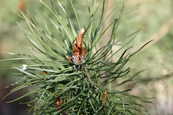 Bruine Jonge Scheuten Grote Naalden Een Europese Dennenboom Tak Close — Stockfoto