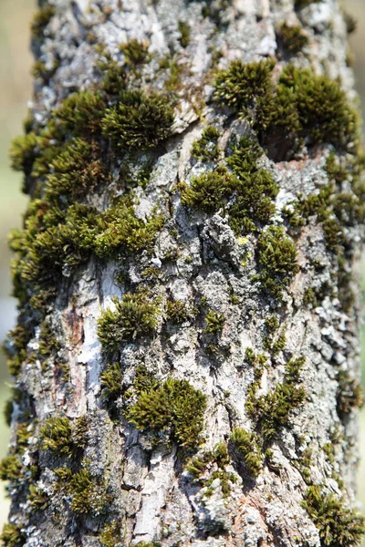 Musgo Verde Rachaduras Ásperas Resistiram Pele Casca Madeira Cinza Velho — Fotografia de Stock