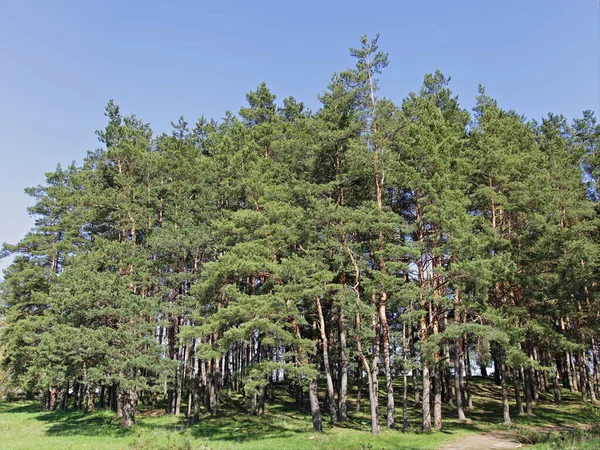 Beaux Pins Sur Bord Forêt Pins Russes Printemps Ensoleillé Sur — Photo