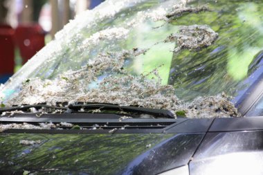 Poplar fluff on the windglass and windshield wipers of the car closeup on a sunny summer day in Moscow