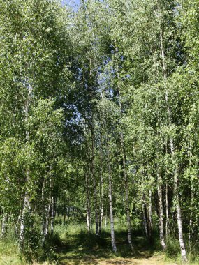 Güneşli yaz gününde yeşil yapraklı güzel huş ağacı koruluğu, ekolojik Rus doğal manzarası.
