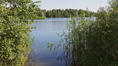 Güzel bir manzara çalıların arasından kırsal göle Sunny yaz gününde kıyılarda yeşil ağaçlarla ekolojik Rus doğal manzarası