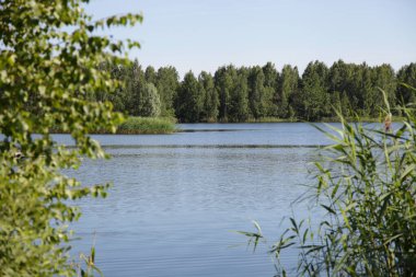 Güneşli yaz gününde, uzak sahillerde, su aynası ve yeşil orman manzaralı güzel vahşi göl manzarası, ekolojik Batı Rus doğal manzarası.