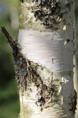 Genç huş ağacı gövdesi parçası güneşli yaz gününde kapanıyor.
