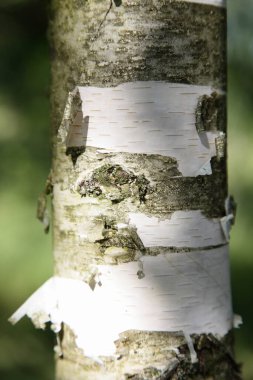 Genç huş ağacı gövdesi Sunny yaz gününde kapanıyor.