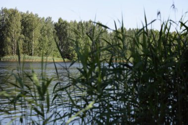 Güzel vahşi göl manzarası sazlıkların arasında gölgeli gölgeler bırakır sulara ve uzak sahillerdeki yeşil orman güneşli yaz gününde, ekolojik Doğu Avrupa doğal manzarası