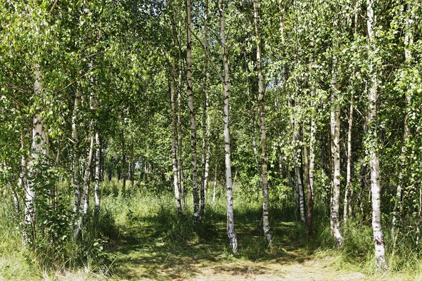 Prachtige Open Plek Tussen Jonge Berkenboomgaard Met Groen Blad Zonnige — Stockfoto