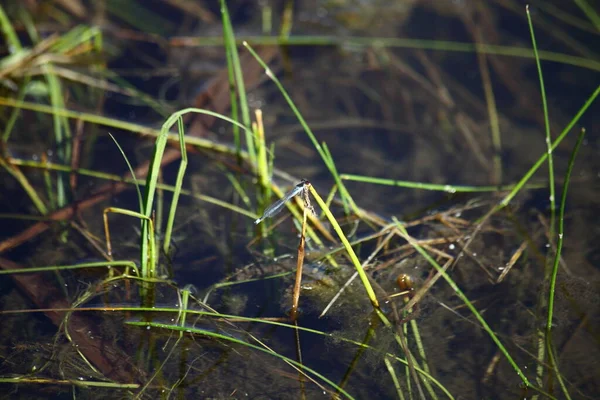 Grünes Gras Ruhigen Wasser Nahaufnahme Auf Sumpfigem Teich Sonnigen Sommertagen — Stockfoto