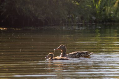 Yavru ördek yavrusu kahverengi suda yüzüyor.