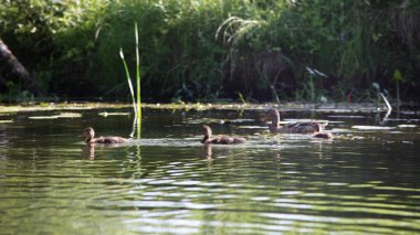 Yaban ördekli küçük ördekler bataklık sularında yüzer sazlıklar arasında, Avrupa su kuşu kuşları