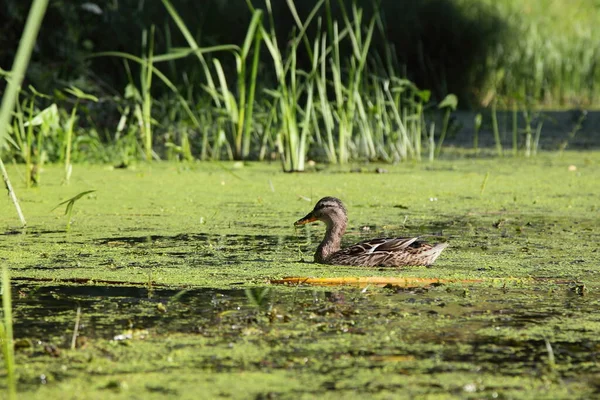 Sauvagine Canard Sauvage Nage Dans Boue Verte Dans Lac Marécageux — Photo