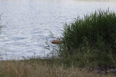 Can simidi olan dikkatsiz genç bir kız göldeki sazlıkların arkasında yüzüyor. Yazın açık denizde yüzen çocukların güvenliği.