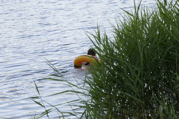 Enfant Avec Une Bouée Sauvetage Nage Sans Supervision Derrière Bosquet — Photo