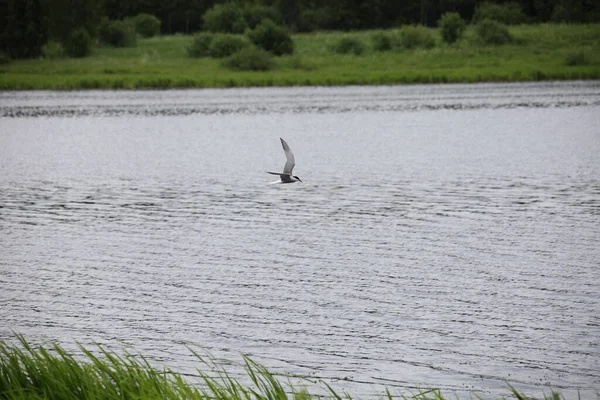 Kleine Möwe Fliegt Über Das Wasser Auf Grünen Grasbewachsenen Flussufern — Stockfoto