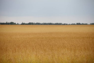Güneşli yaz gününde sarı olgun keten tarlası, Doğu Avrupa 'da linum hasadı