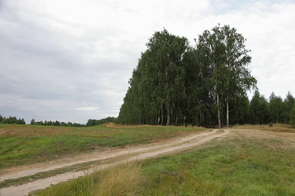 Svuota Strada Sporca Rurale Sul Campo Verde Betulle Vicolo Prospettiva — Foto Stock