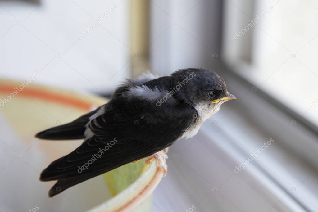 A swallow chick sitting on the windowsill looks out of the window at outdoor