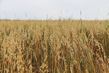 Yazın altın olgun yulaf kulaklı uçsuz bucaksız sarı tarla ufukta gri bir gökyüzü, Avrupa kırsal tarım mısır gevreği hasadı, kır hayatı doğal panoramik manzara