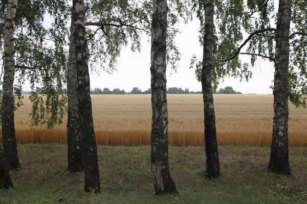 Bouleaux Bande Sécurité Sur Champ Blé Avec Épis Blé Mûrs — Photo