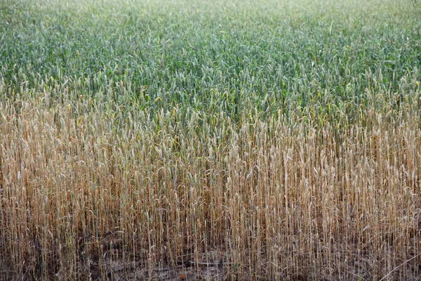 Зелено Желтое Пшеничное Поле Желтыми Спелыми Колосьями Пшеницы Летний День — стоковое фото