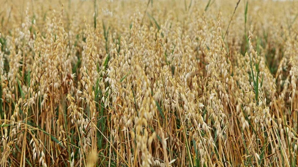 Beautiful Golden Oats Russian Field Summer Day Cereals Harvest Agriculture — Stock Photo, Image