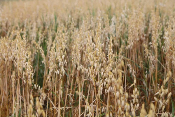 Όμορφη Golden Avena Πηγάζει Στο Πεδίο Κατά Θερινή Ημέρα Συγκομιδή — Φωτογραφία Αρχείου